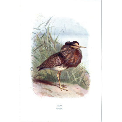 Ruff Bird 1903 Original Color Engraving Plate Print AD8-B7