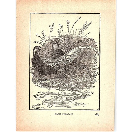 Silver Pheasant 1902 Engraving Plate AF4-H4