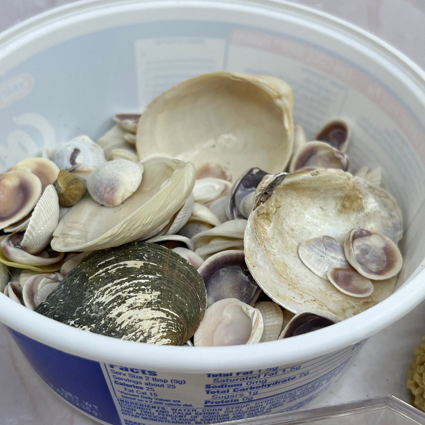 Huge Lot of Assorted Sea Shells Seashells TG7