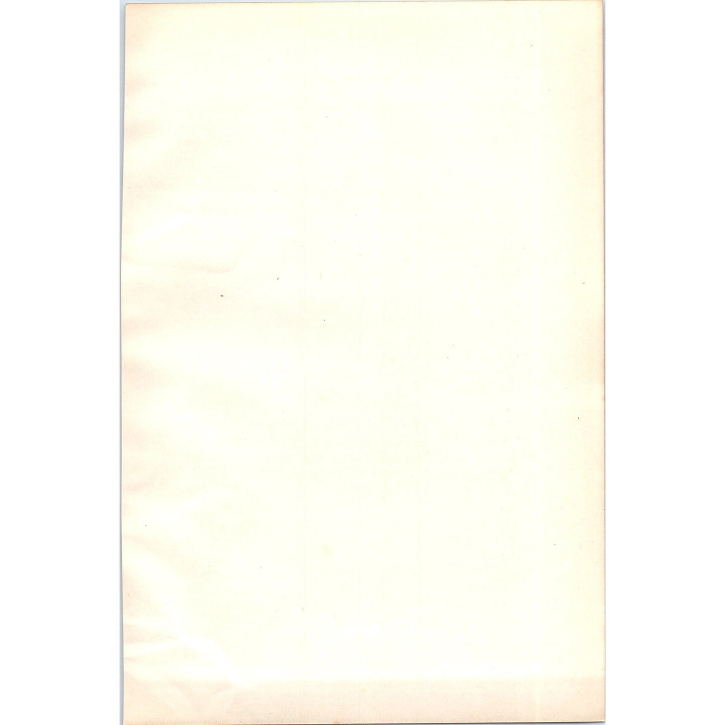 Little Auk Bird 1903 Original Color Engraving Plate Print AD8-B2