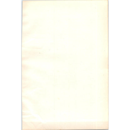 Little Auk Bird 1903 Original Color Engraving Plate Print AD8-B2