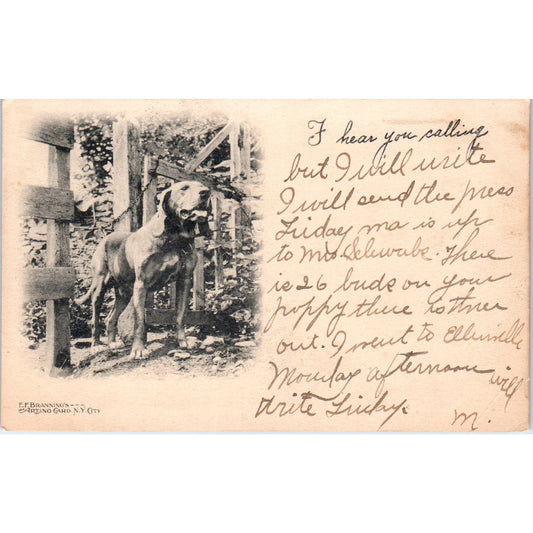 Cordoba Fighting Dog E.F. Brannings Artino Card 1906 Postcard PD2