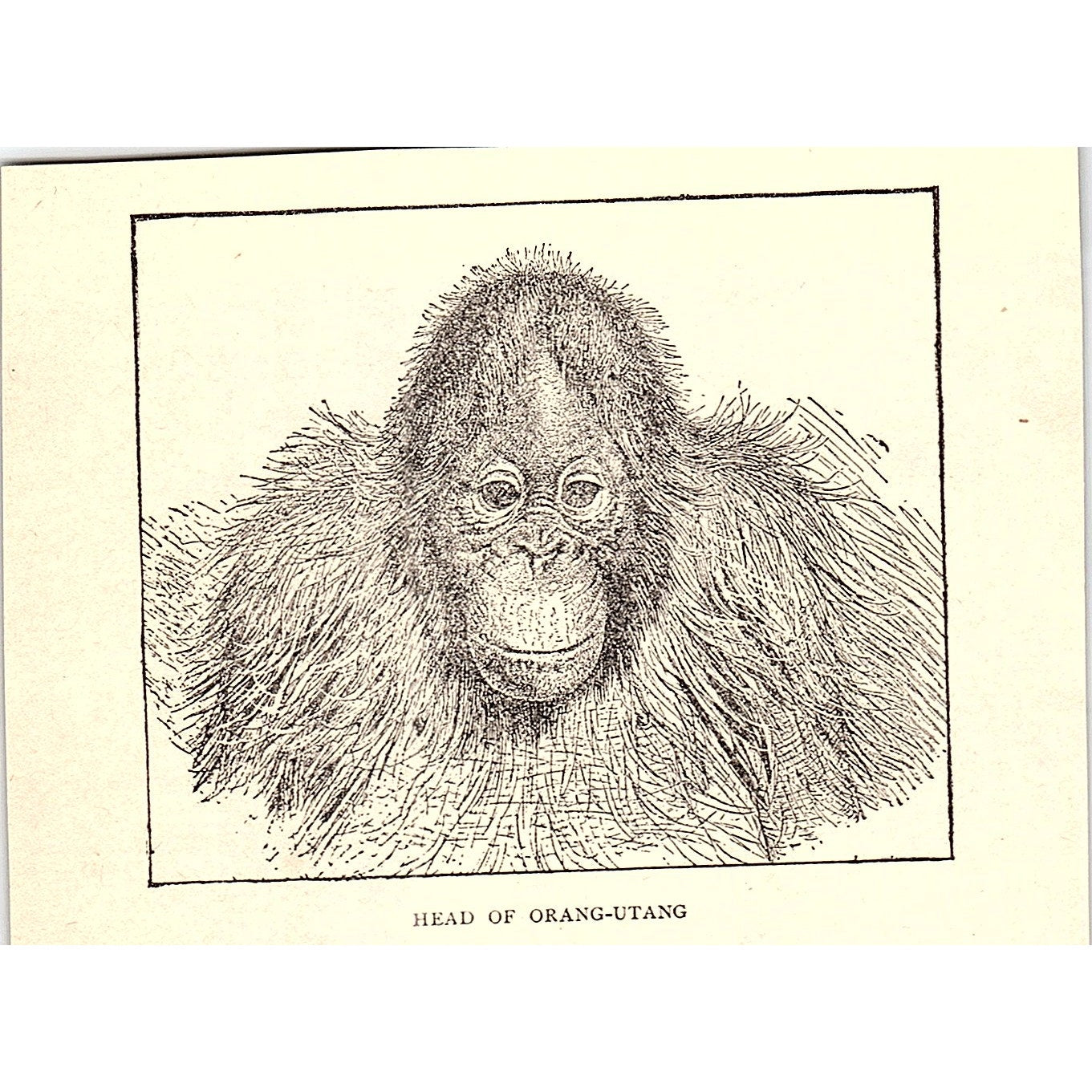 Head of Orangutan 1902 Engraving Plate AF4-H1