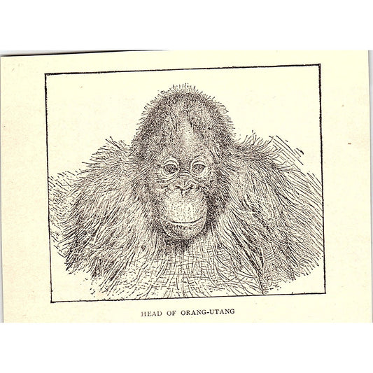 Head of Orangutan 1902 Engraving Plate AF4-H1
