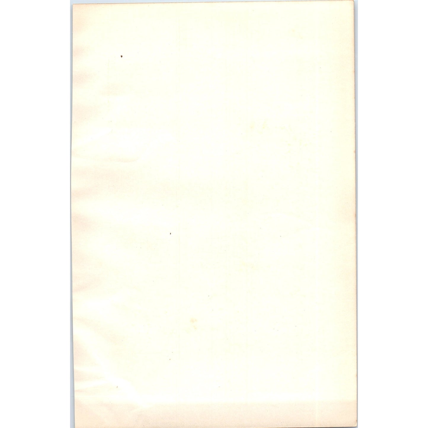 Common Gull Seagull Bird 1903 Original Color Engraving Plate Print AD8-B1