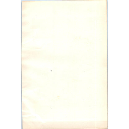 Common Gull Seagull Bird 1903 Original Color Engraving Plate Print AD8-B1