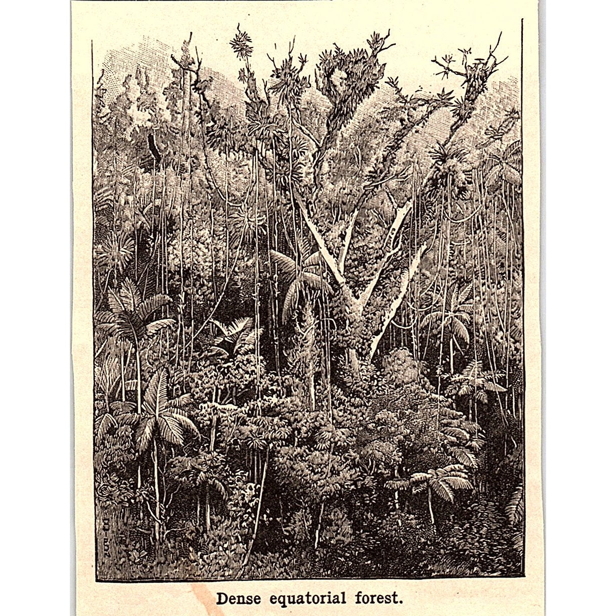 Dense Equatorial Forest WY 3x4" 1901 Engraving AF6-M11