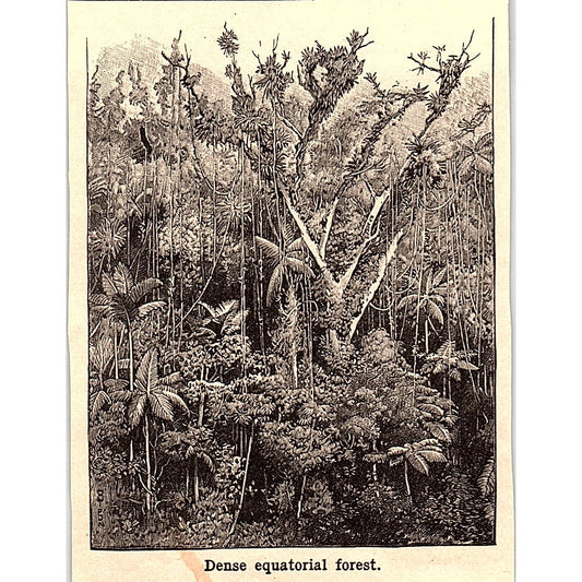 Dense Equatorial Forest WY 3x4" 1901 Engraving AF6-M11