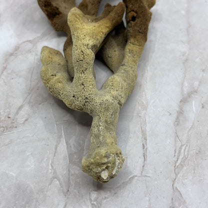 Vintage Dead Man's Fingers Ocean Sea Sponge 8" Long TG7
