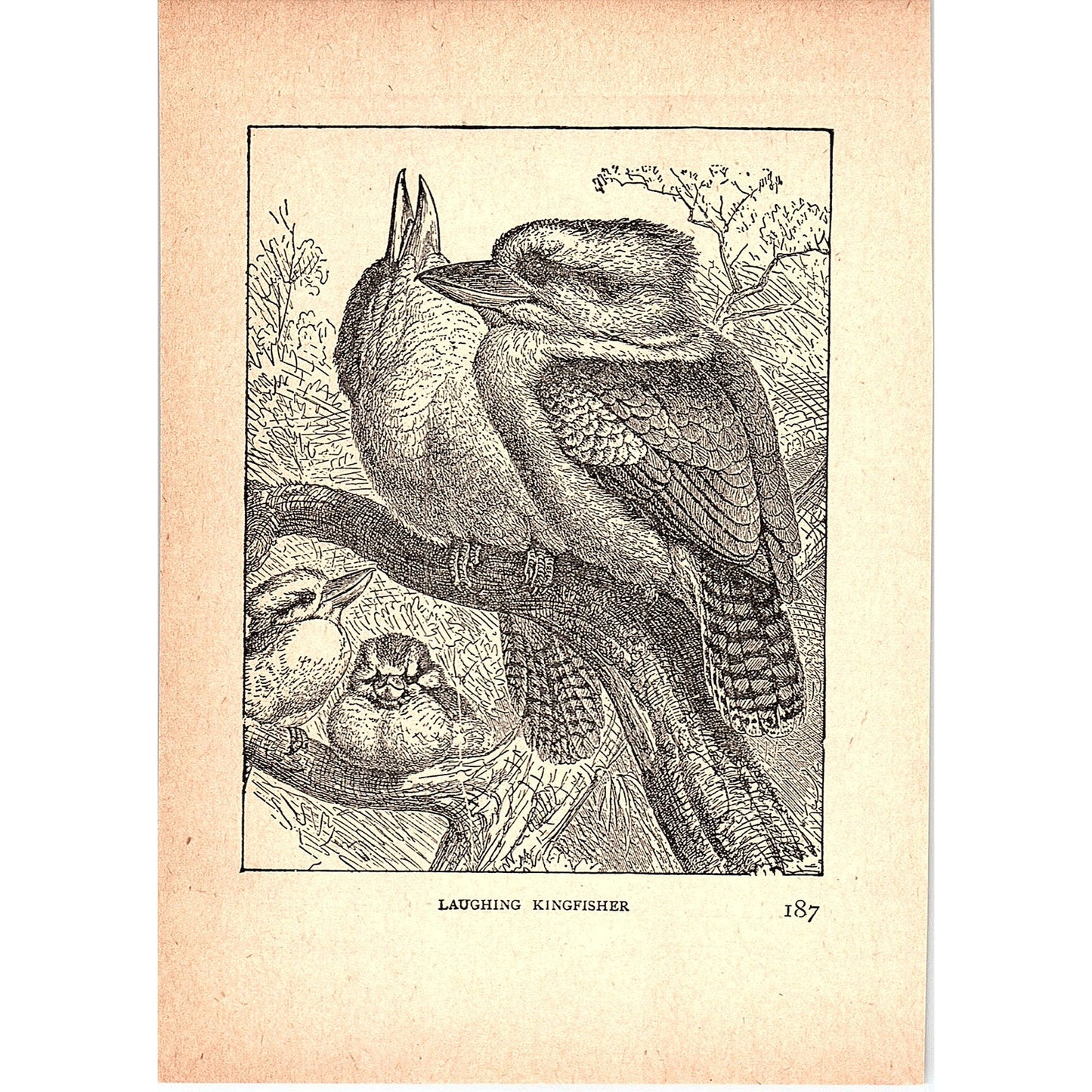 Laughing Kingfisher 1902 Engraving Plate AF4-H4