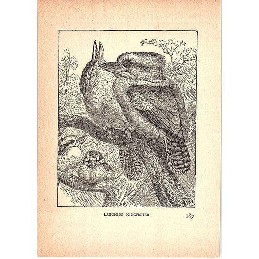 Laughing Kingfisher 1902 Engraving Plate AF4-H4