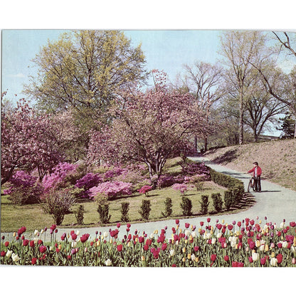 Retro Kitsch 1971 Spring Tulip Cherry Apple Blossom Scene Vtg Art Print 8x10 V6