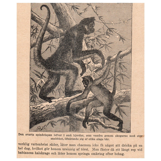 Black Spider Monkey 1909 Swedish Engraving Print AF5-15