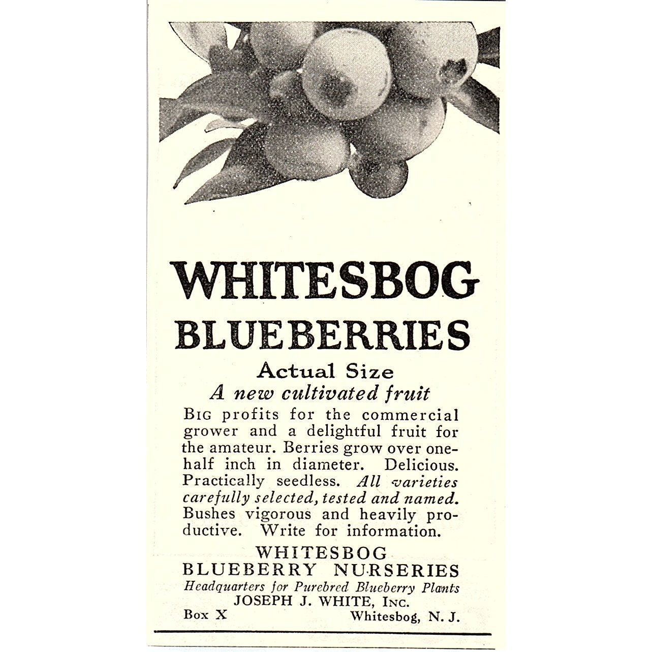Whitesbog Blueberry Nurseries Joseph J White Whitesbog NJ 1926 Ad AG3-M8