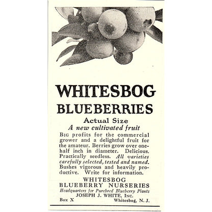 Whitesbog Blueberry Nurseries Joseph J White Whitesbog NJ 1926 Ad AG3-M8