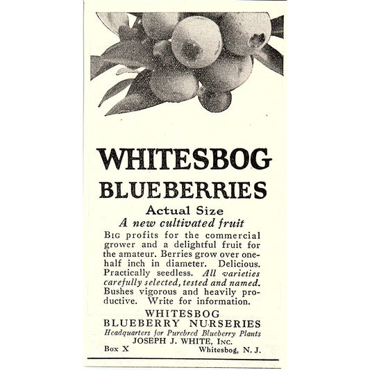 Whitesbog Blueberry Nurseries Joseph J White Whitesbog NJ 1926 Ad AG3-M8