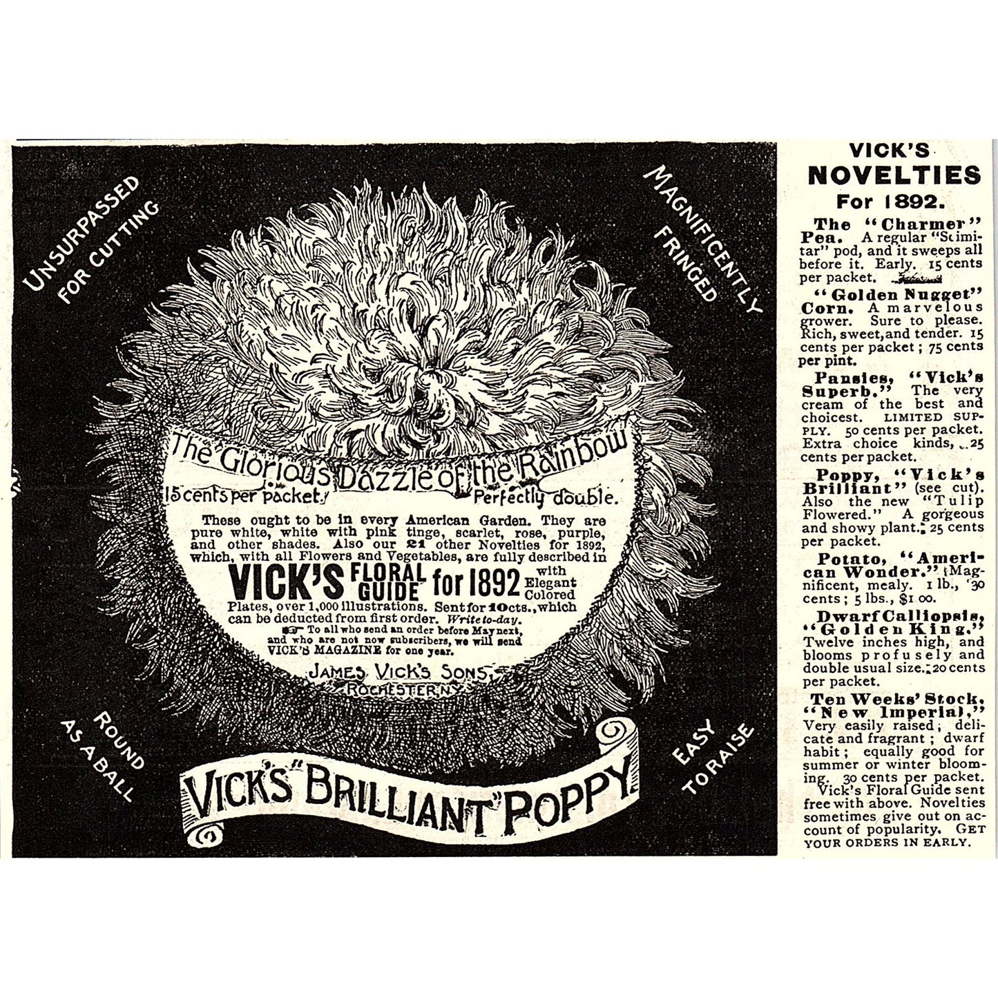 Vick's Brilliant Poppy James Vick's Sons Rochester NY 1892 Ad AG2-H5