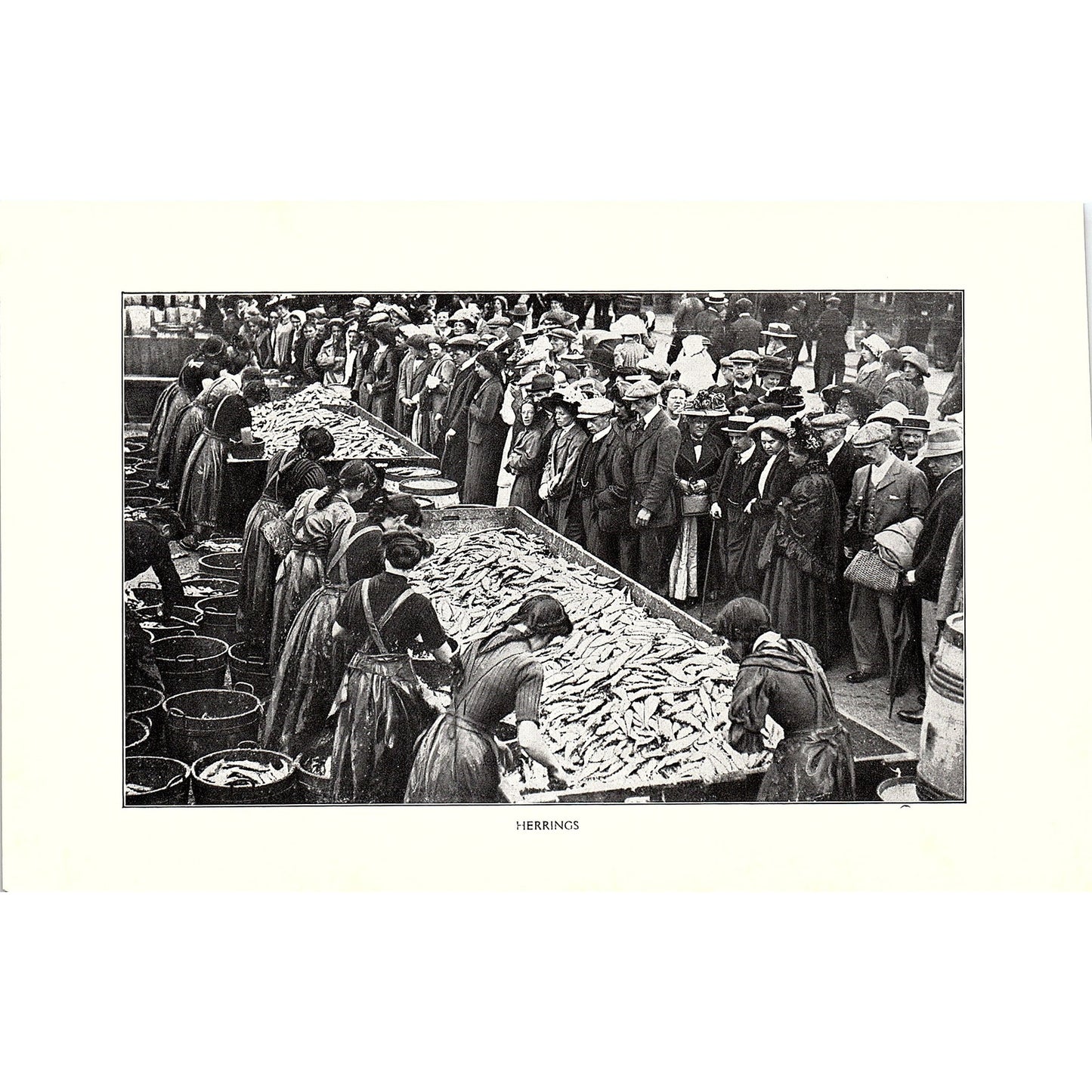 The Lake at Peasholm Park, Herrings Scarborough c1910 Photo Print AF3-8