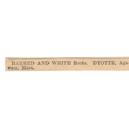 Barred and White Rocks Dyotte Agawam MA 1905 Magazine Ad AF1-NES4
