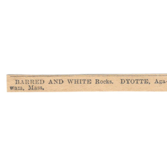 Barred and White Rocks Dyotte Agawam MA 1905 Magazine Ad AF1-NES4