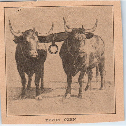 Photo of a Pair of Devon Oxen Yoked Up 1905 Magazine Ad AF1-NH3