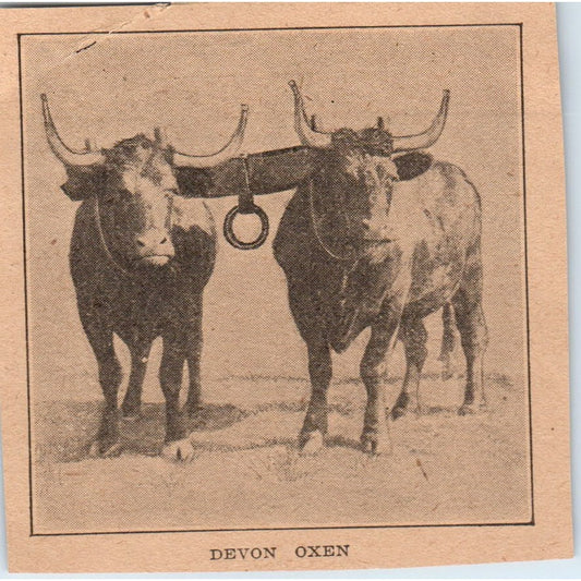 Photo of a Pair of Devon Oxen Yoked Up 1905 Magazine Ad AF1-NH3