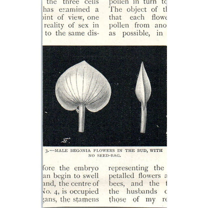 Male Begonia Flower Back View 1897 Victorian Engraving AE9-TS12