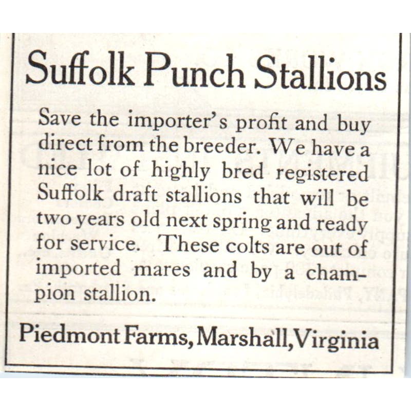 Suffolk Punch Stallions Piedmont Farms Marshall VA 1913 Magazine Advert AE7-N7