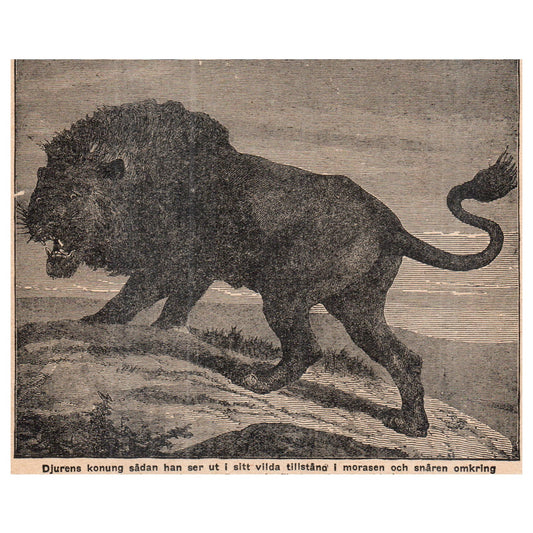 African Lion King of the Animals 1909 Swedish Engraving Print AF5-14