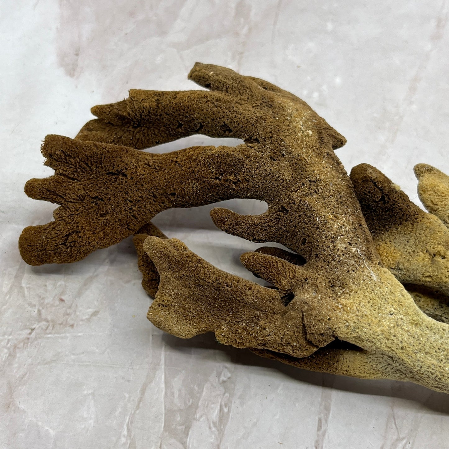 Vintage Dead Man's Fingers Ocean Sea Sponge 8" Long TG7