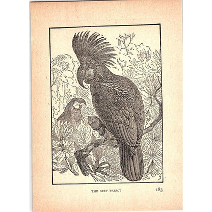 The Grey Parrot 1902 Engraving Plate AF4-H4