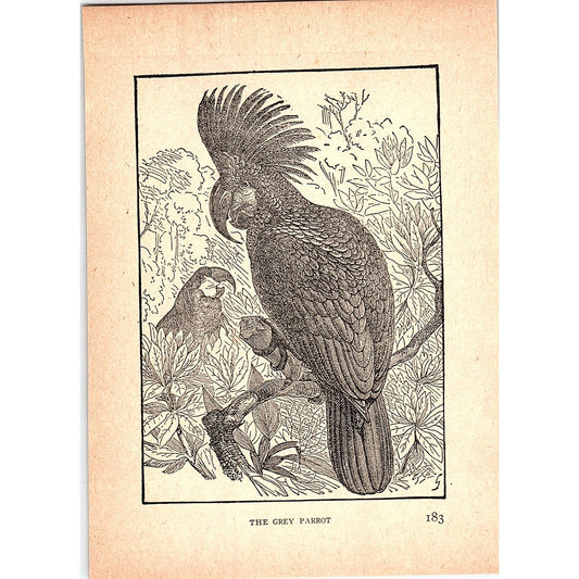 The Grey Parrot 1902 Engraving Plate AF4-H4