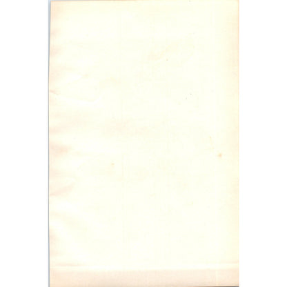 Nightingale Bird 1903 Original Color Engraving Plate Print AD8-B1