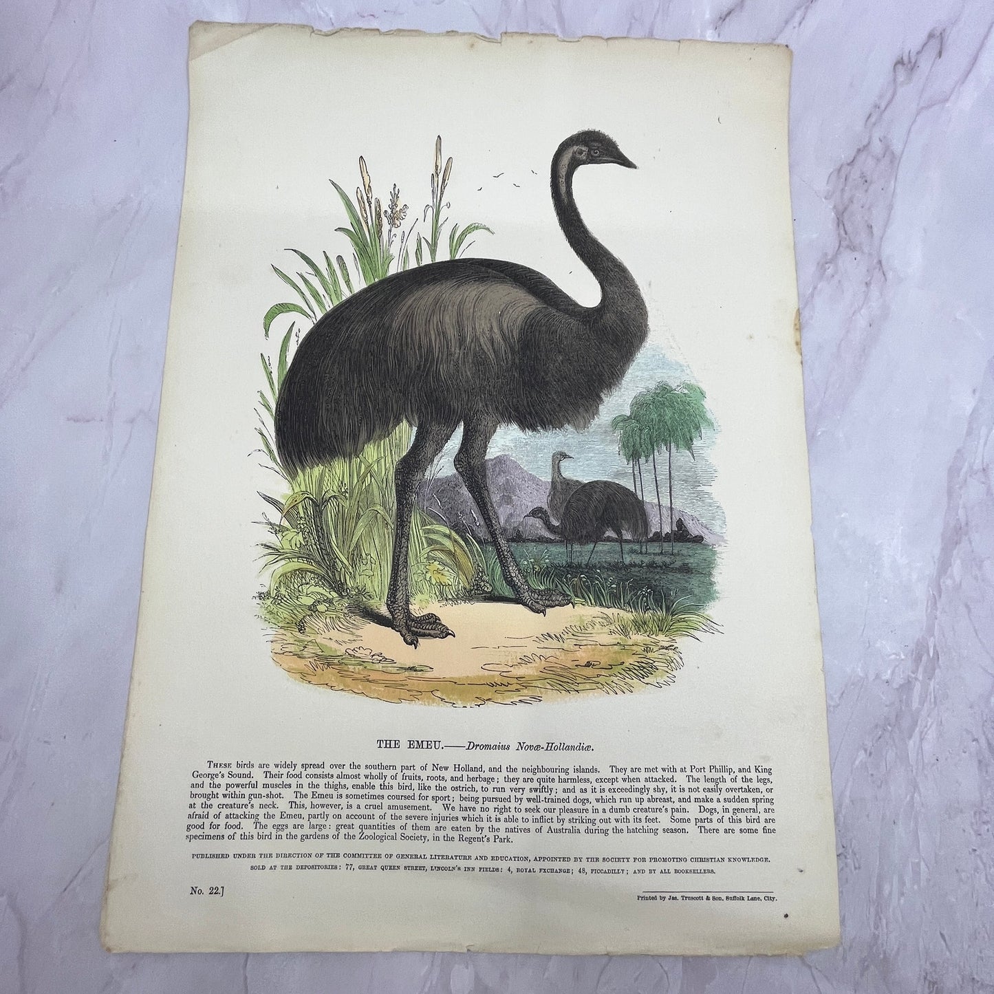 1843 The Emeu Emu Original Engraving Society for Christian Knowledge 11x15 V22