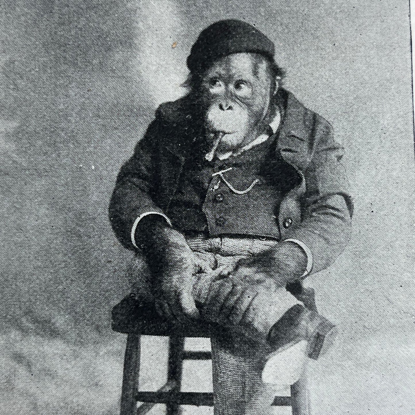 Joe, An Educated Monkey 1897 Victorian Article AE9