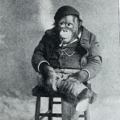 Joe, An Educated Monkey 1897 Victorian Article AE9