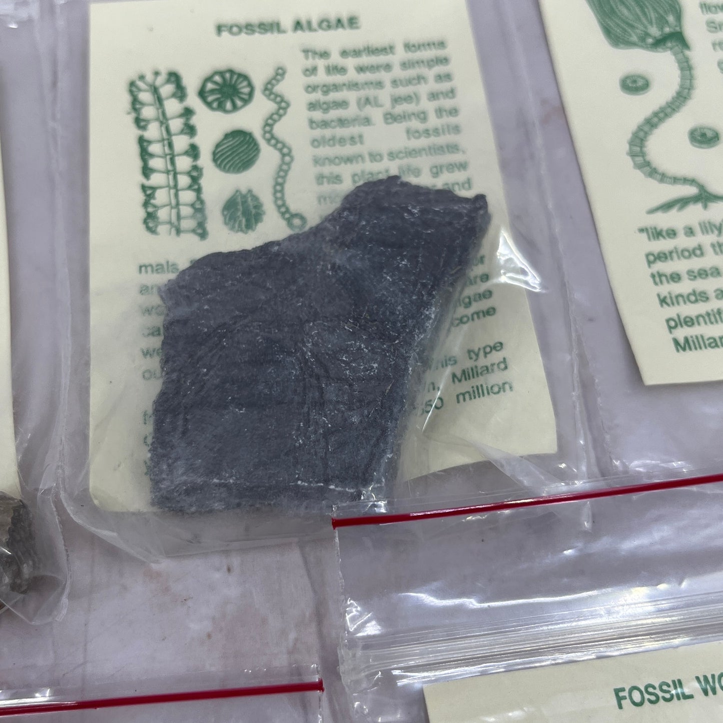 Set 11 Real Fossil Specimens w/ Identification Cards Pelecypod Dinosaur Bone TG7