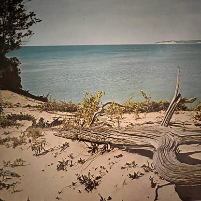 Large Driftwood New England Beach View 12x16" Art Print FL1