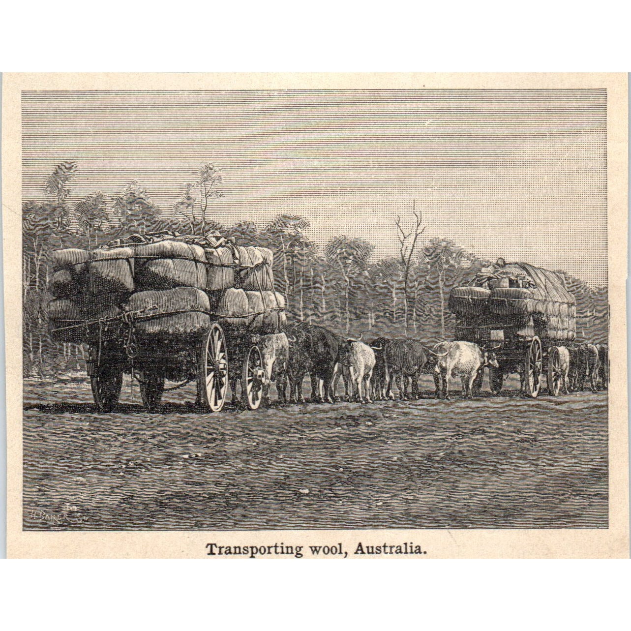 Transporting Wool in Australia 1901 Engraving AF2-A6