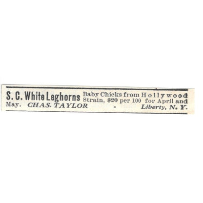 Chas. Taylor White Leghorns Liberty NY 1924 Ad AG3-S9