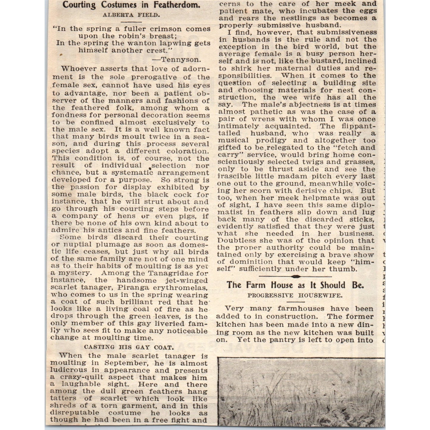 De Laval Cream Separator Co Stoddard Mfg Rutland VT 1905 Magazine Ad AF1-NEH