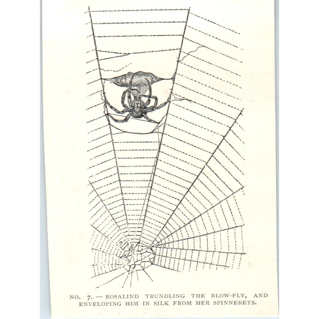 Rosalind Spider Trundling Blow Fly in Web 1897 Victorian Illustration AE9-TS8