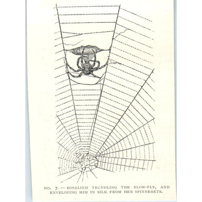 Rosalind Spider Trundling Blow Fly in Web 1897 Victorian Illustration AE9-TS8