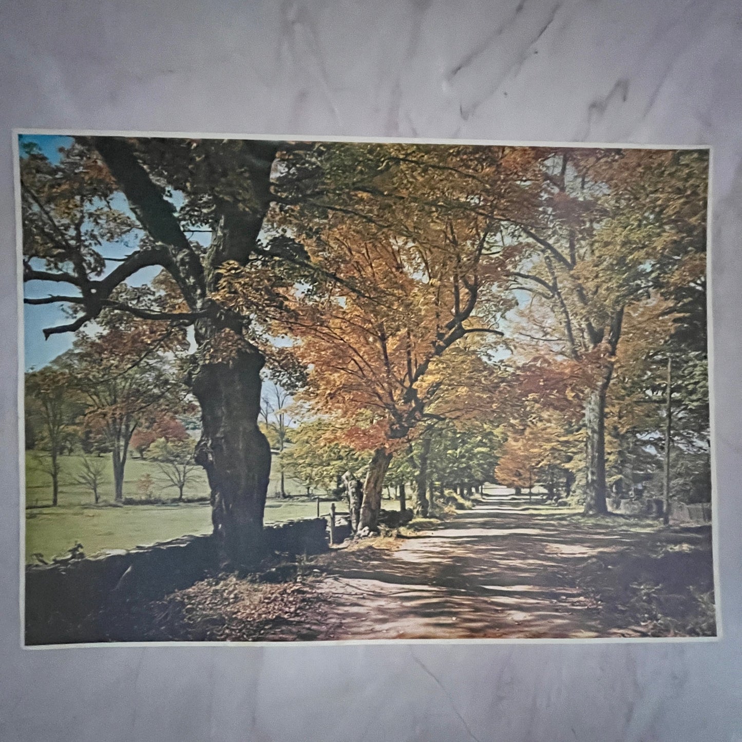 Autumn Walking Path in New Hampshire 12x16" Art Print FL1