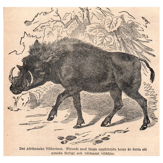 The African Wild Boar 1909 Swedish Engraving Print AF5-14