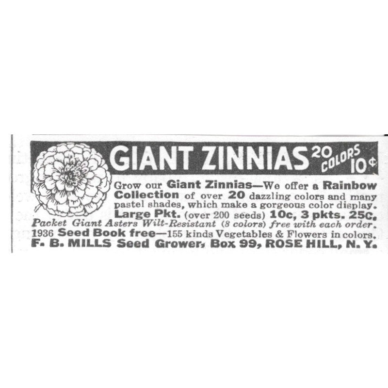 F.B. MILLS Seed Grower Giant Zinnias Rose Hill NY 1936 Ad SAG4-S12