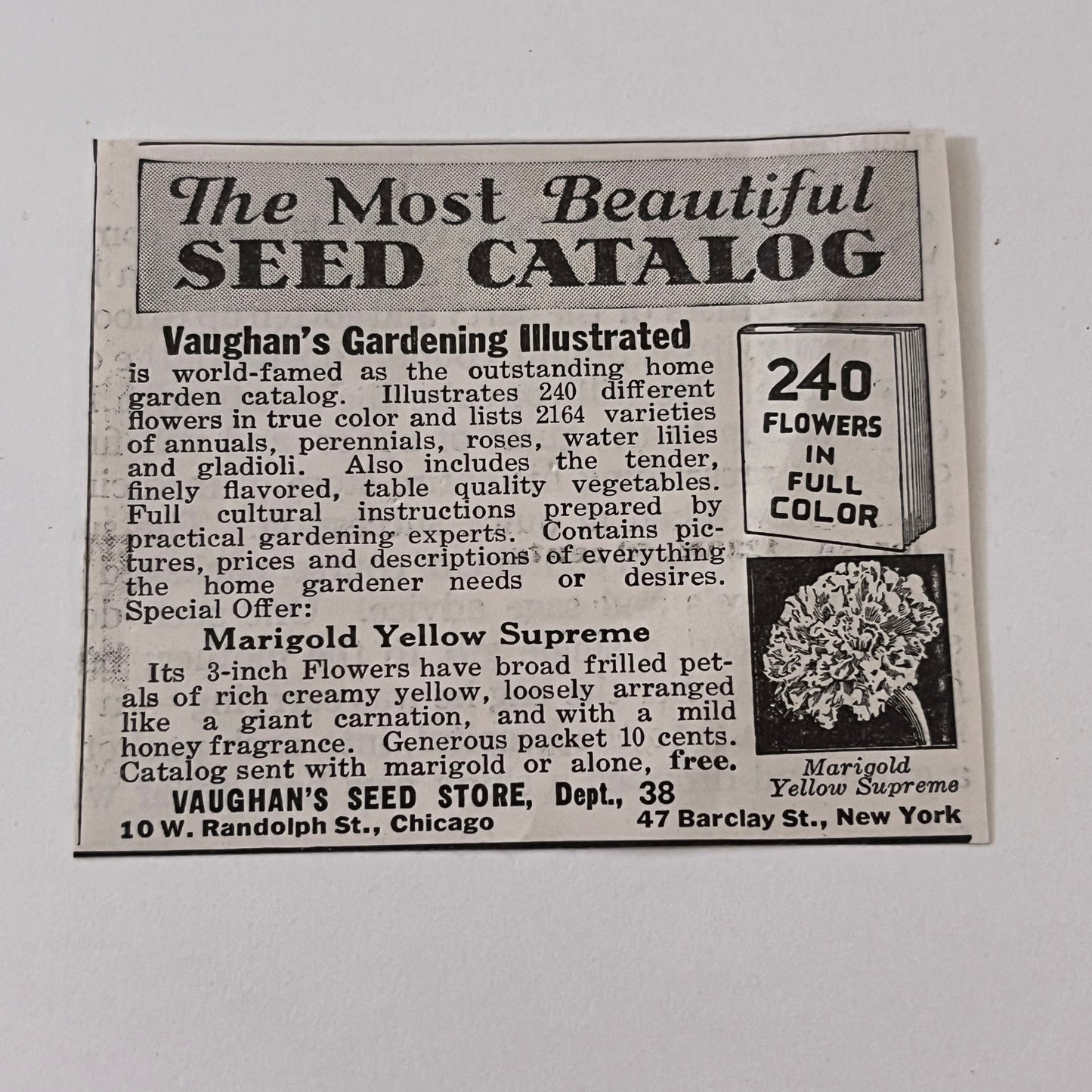 Vaughan's Seed Store Marigold Yellow Supreme Chicago IL 1936 Ad SAG4-M4
