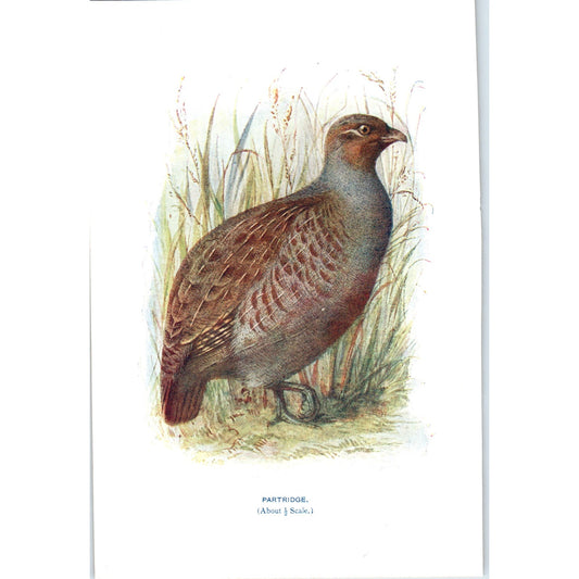 Partridge Bird 1903 Original Color Engraving Plate Print AD8-B8