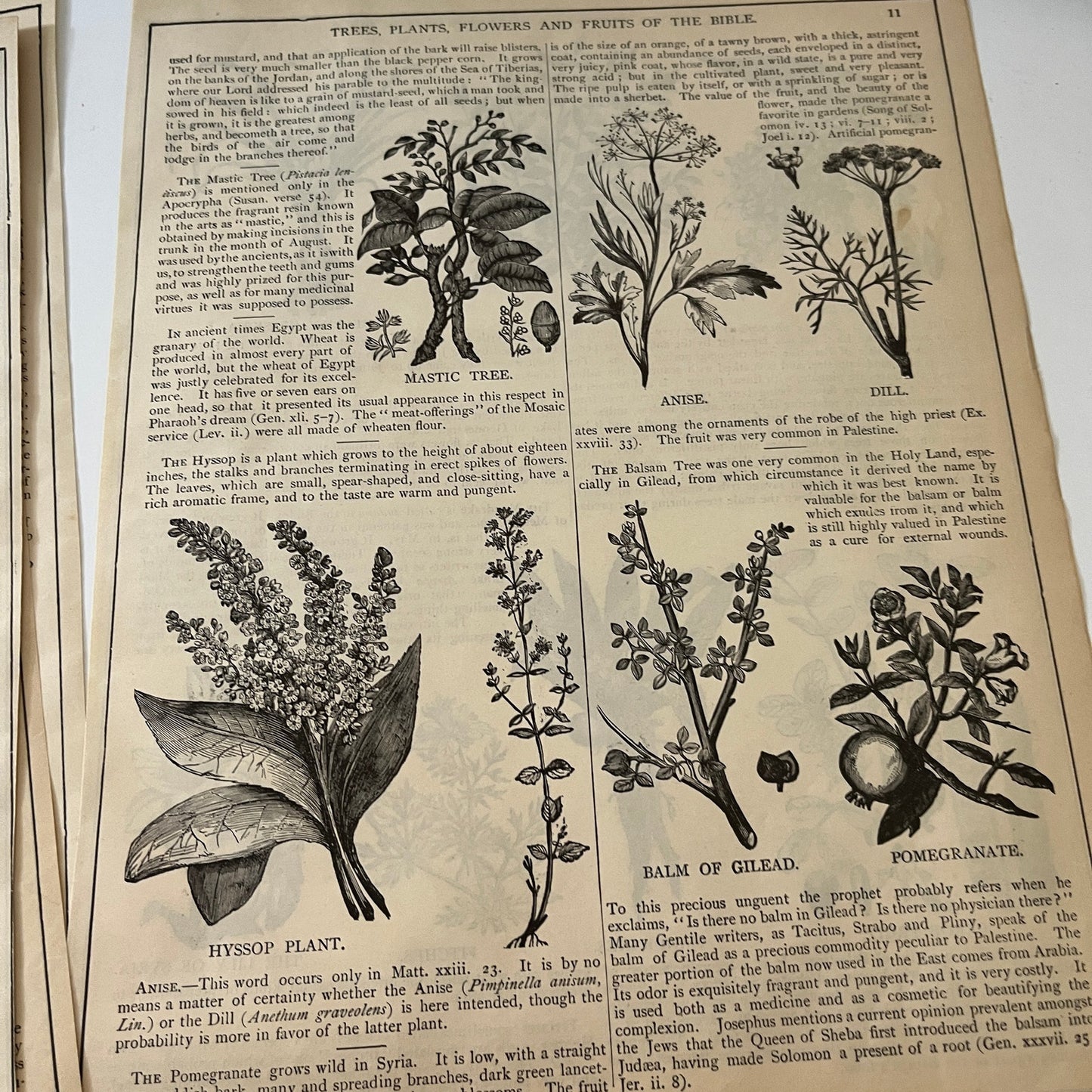 Natural History of the Bible Animals Birds Trees Plants 1892 Book Engravings TK2