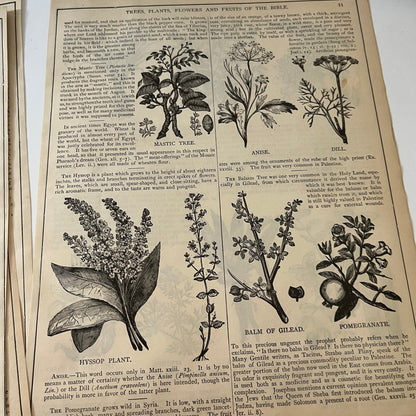 Natural History of the Bible Animals Birds Trees Plants 1892 Book Engravings TK2